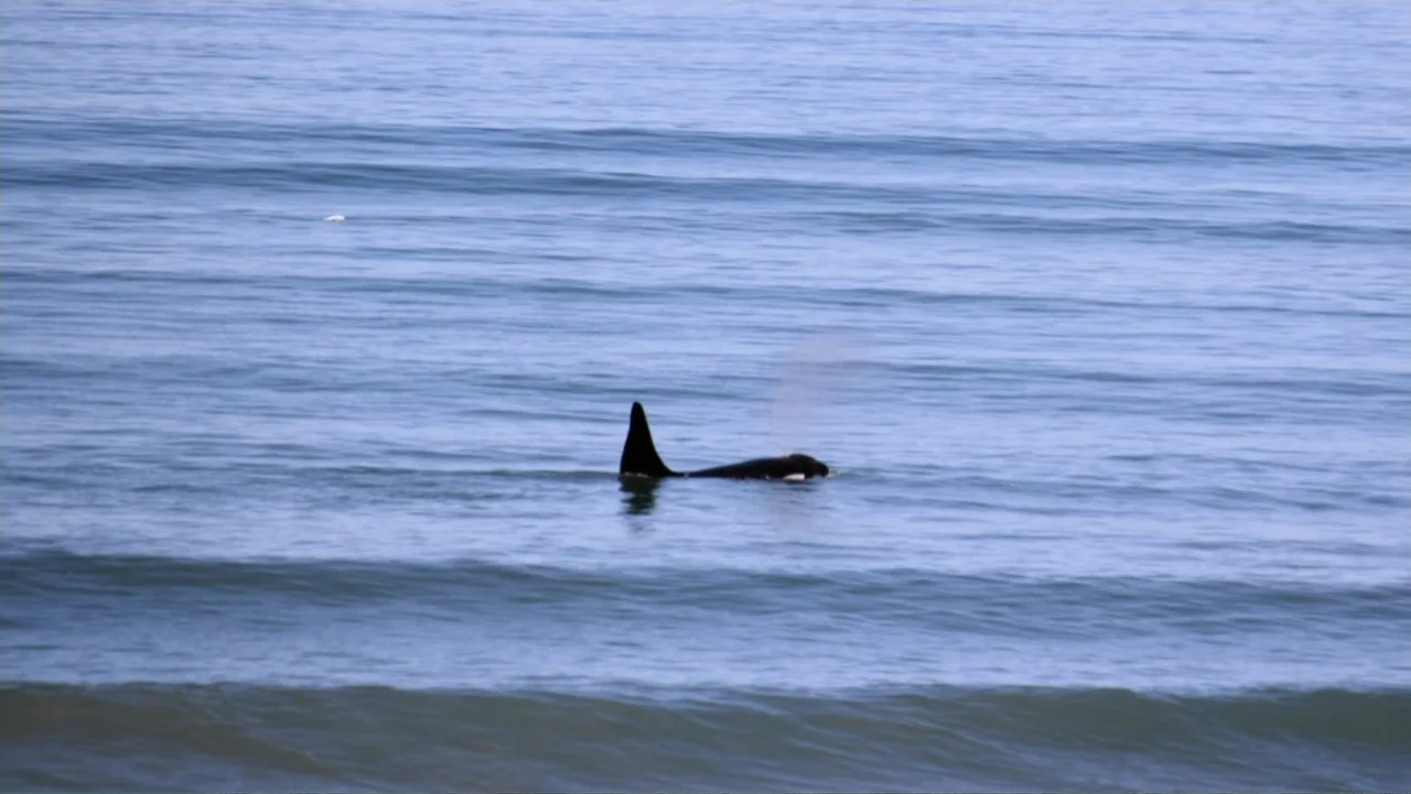 Zombie Sharks (2014) movie still: wide — The open ocean features gentle waves on a clear day. A single orca surfaces to breathe while swimming…
