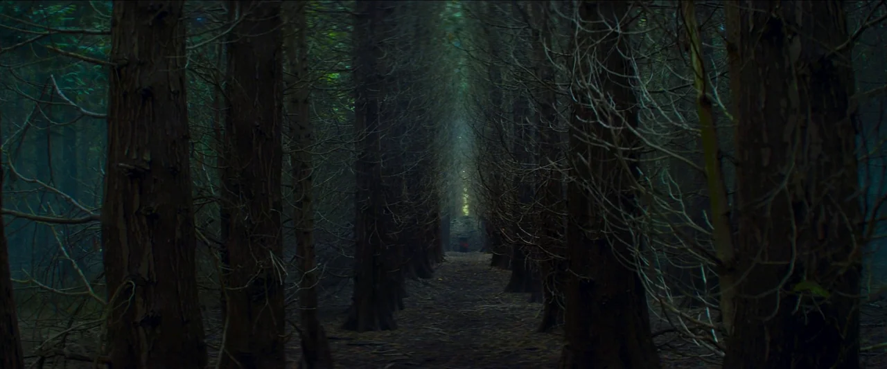 Unwelcome (2022) movie still: establishing — A dense grove of tall thin trees forms a long, dark corridor in a forest. The path is covered with dry…