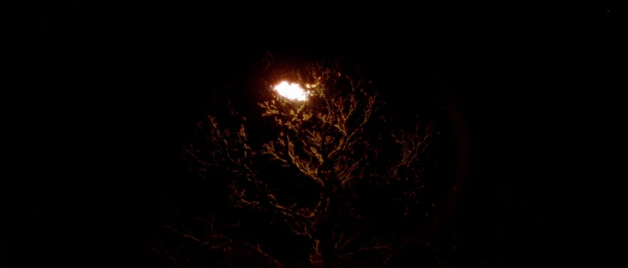 Arabian Nights: Volume 1 – The Restless One (2015) movie still: wide — A bare-branched tree stands against a void of absolute darkness at night. A…
