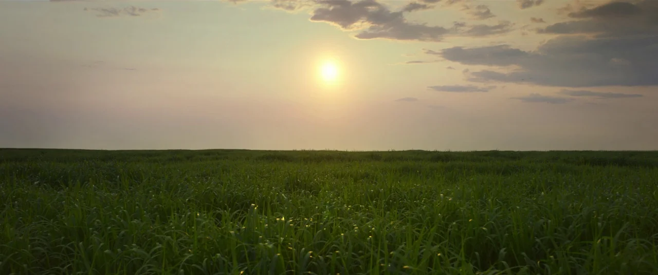 In The Tall Grass (2019) movie still: establishing — A vast green field stretches toward a distant horizon under a soft sky. The sun is positioned…