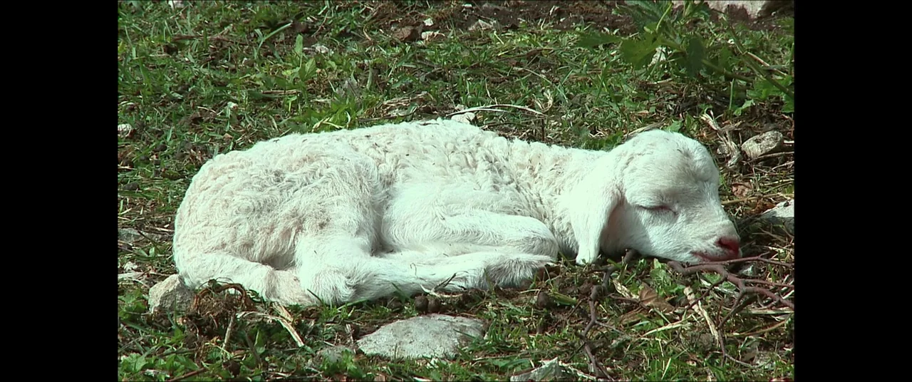 The House That Jack Built (2018) movie still: closeup — A newborn white lamb rests on a patch of uneven grass and dirt. The lamb is curled into a…