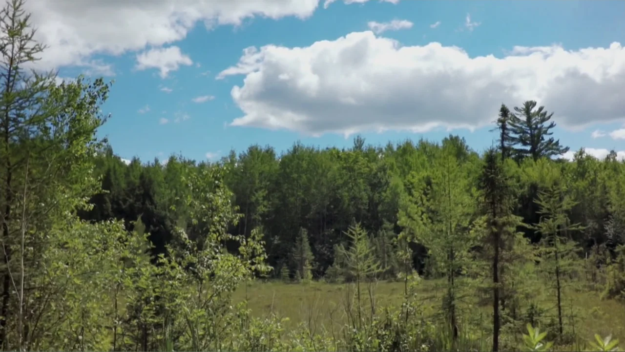Beware the Slenderman (2016) movie still: establishing — A dense forest of various green trees stands under a bright blue sky. Large white clouds…