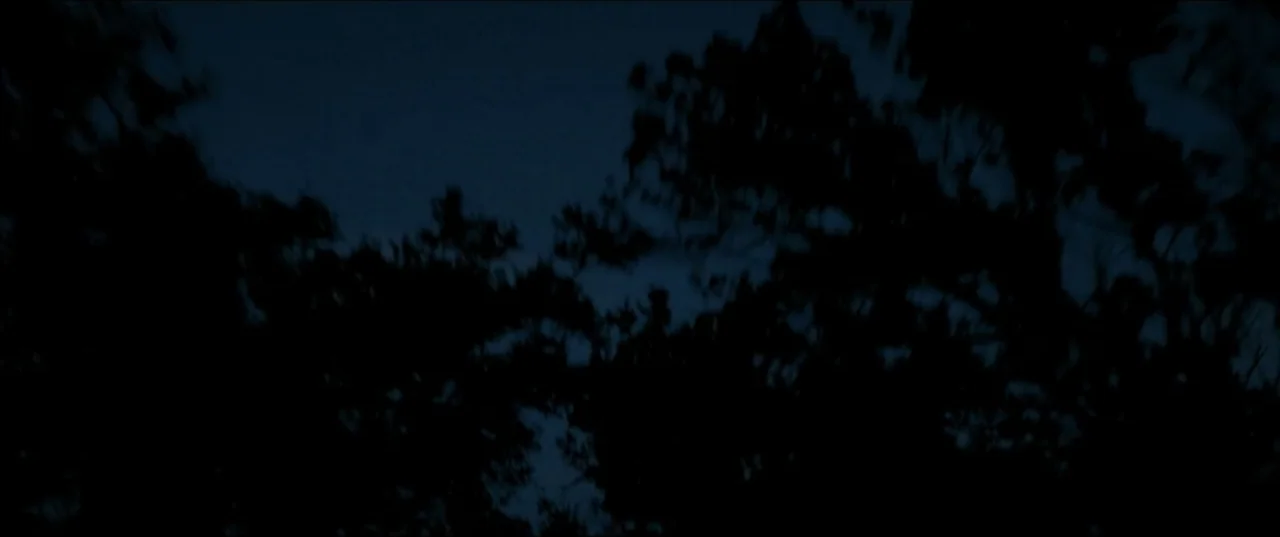 Offseason (2022) movie still: establishing — A dark night view looking up toward silhouettes of tree branches. No human subjects or distinct…