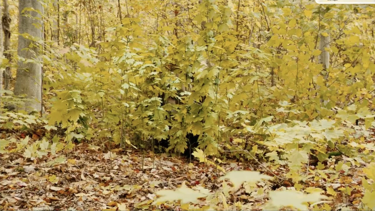 National Parks Adventure (2016) movie still: wide — A dense patch of yellowing autumn trees with thick layers of fallen leaves. A single person…