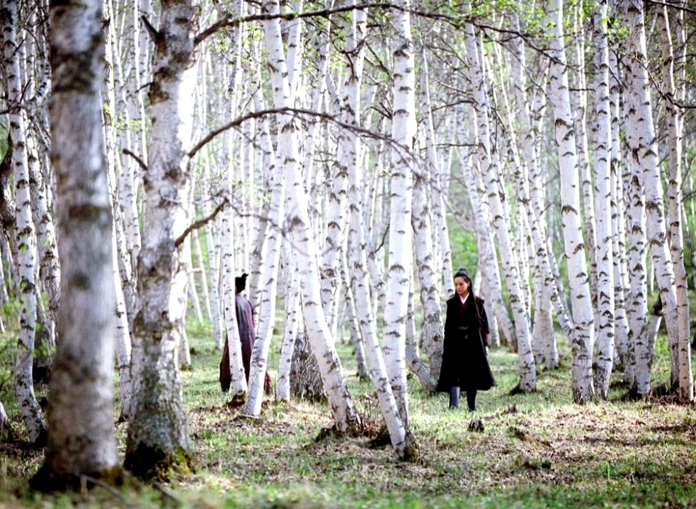 The Assassin (2015) movie still: wide — A dense stand of white birch trees covers the forest floor with spring grass. Two figures in historical dark…