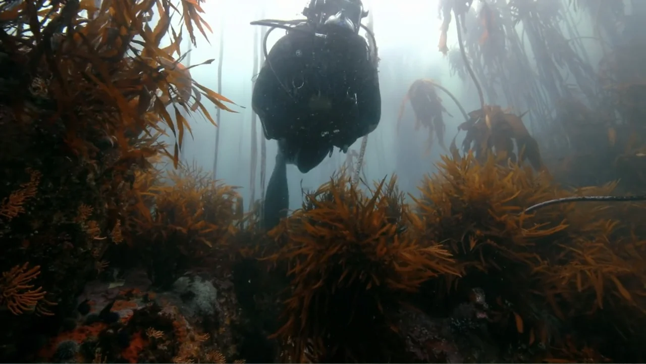 Alien Sharks: Strange New Worlds (2023) movie still: fullbody — An underwater kelp forest is filled with dense amber stalks and swaying foliage. A…