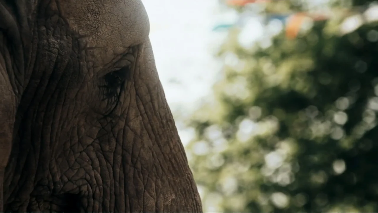 Sophie & Sheba (2010) movie still: closeup — A close view of an elephant's head against a blurred outdoor background. The animal stays motionless…