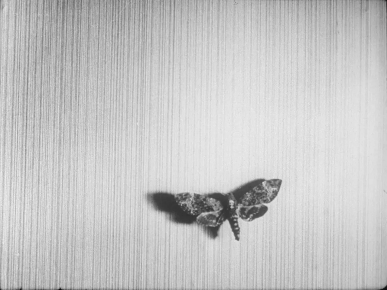 Un Chien Andalou (1929) movie still: closeup — A dark moth is positioned on a light-colored wall with vertical striations. The insect casts a…