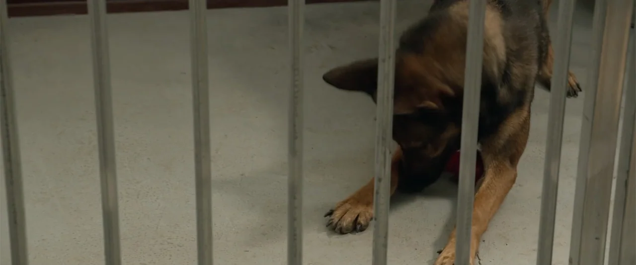 Max (2002) movie still: medium — A utilitarian enclosure with a smooth concrete floor and vertical metal bars in front. A German Shepherd sits on…