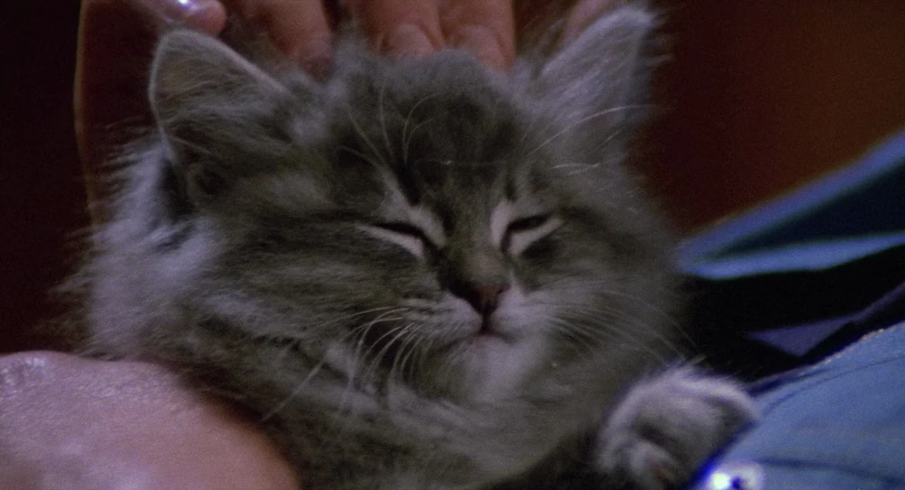 City of the Living Dead (1980) movie still: closeup — A fluffy grey tabby kitten rests with its eyes closed. Human hands are petting the kitten…