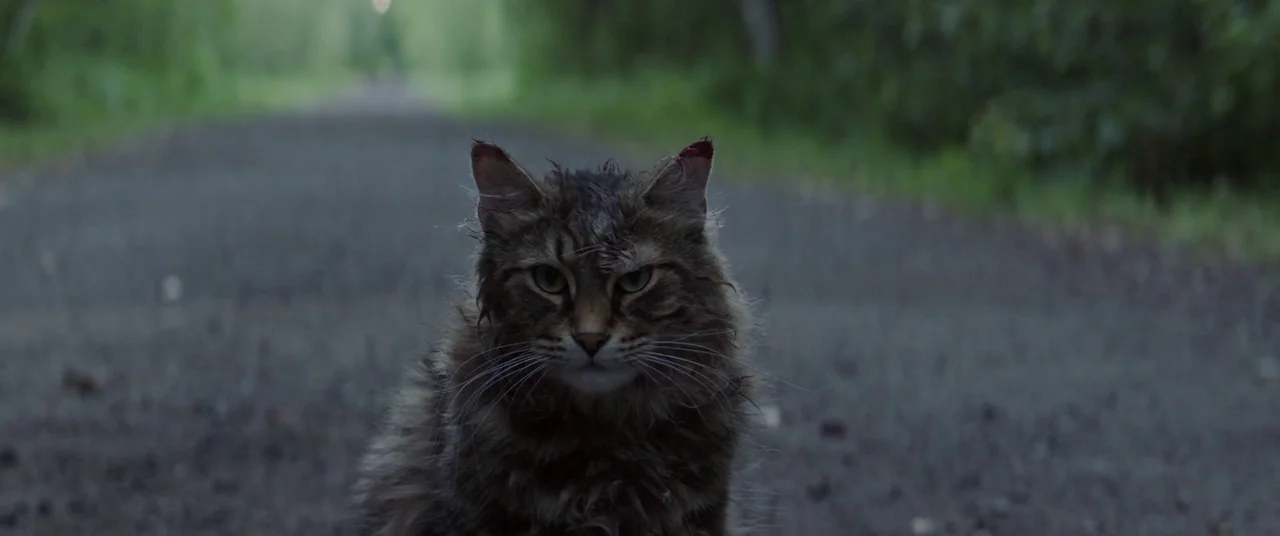 Pet Sematary (2019) movie still: closeup — A long dirt road surrounded by dense, blurry green trees at dusk. A disheveled cat with matted fur sits…