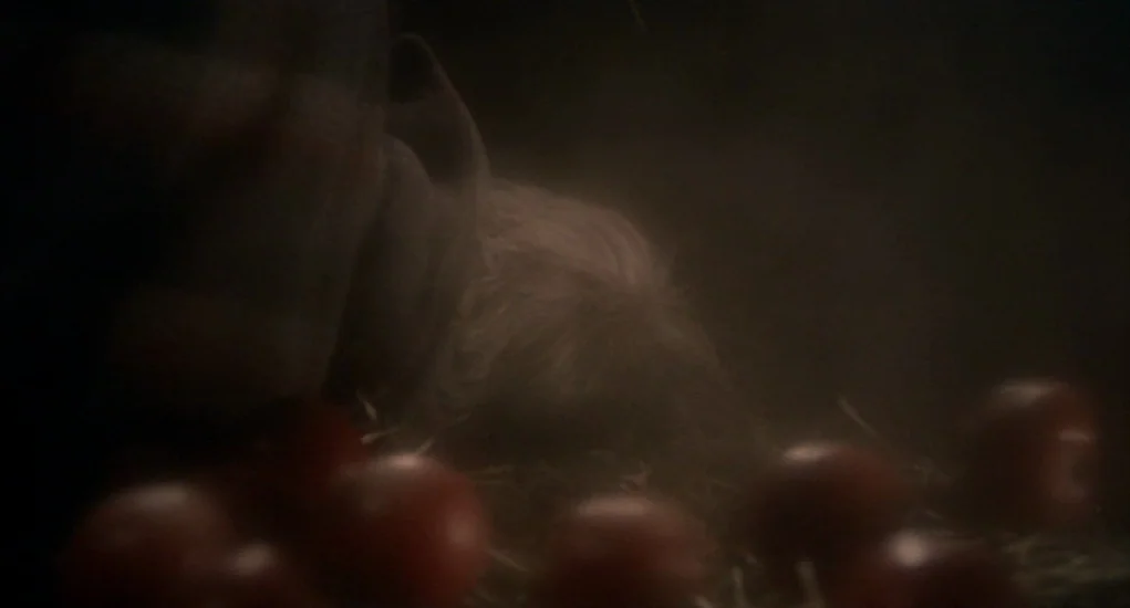 The Other (1972) movie still: closeup — A dark, dusty corner features scattered red fruit resting on loose, dry straw. The environment is indistinct…