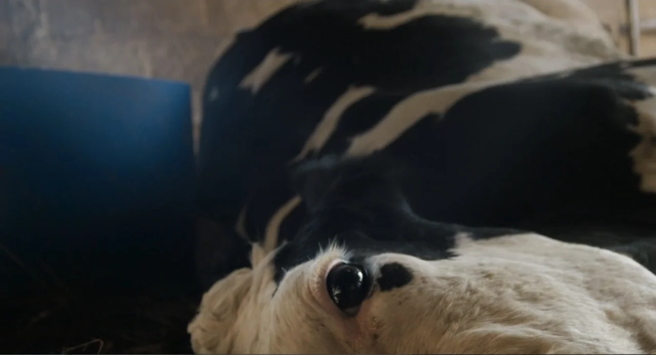 Cow (2022) movie still: closeup — A dimly lit barn interior features straw-covered ground and wooden structures in the background. A black and white…