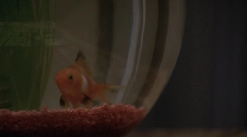 The House Of The Devil (2009) movie still: closeup — An orange goldfish swims inside a glass bowl filled with water and green plant life. The round…