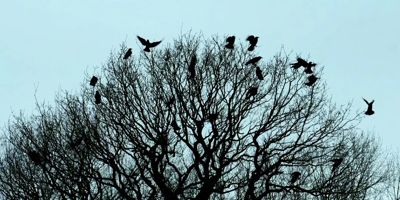 Polar (2019) movie still: wide — A bare-branched tree stands against a uniform, bright overcast sky. Numerous black birds perch on the twigs while…