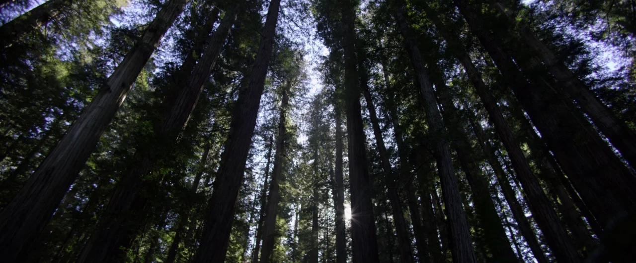 Bird Box (2018) movie still: establishing — A dense redwood forest with massive, vertical tree trunks rising into a high canopy. Sunlight breaks…
