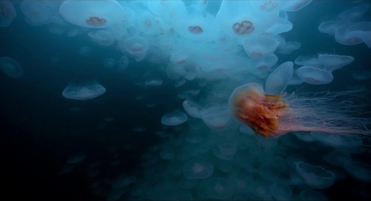 Voyage of Time (2016) movie still: wide — A dense swarm of translucent jellyfish floats within the deep blue ocean water. One large lion's mane…