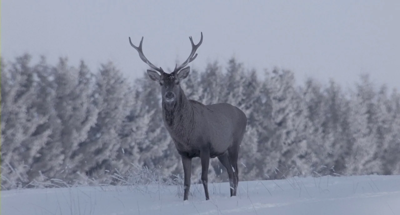 Essential Killing (2010) movie still: fullbody — A large stag stands in a flat, snow-covered area near a line of trees. The background features a…