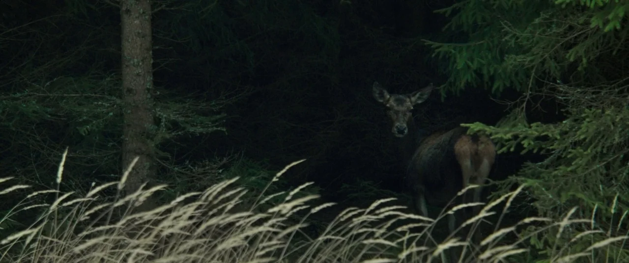 On Body and Soul (2017) movie still: medium — A dense coniferous forest features dark, shadowed areas between thick, vertical pine trunks. A…