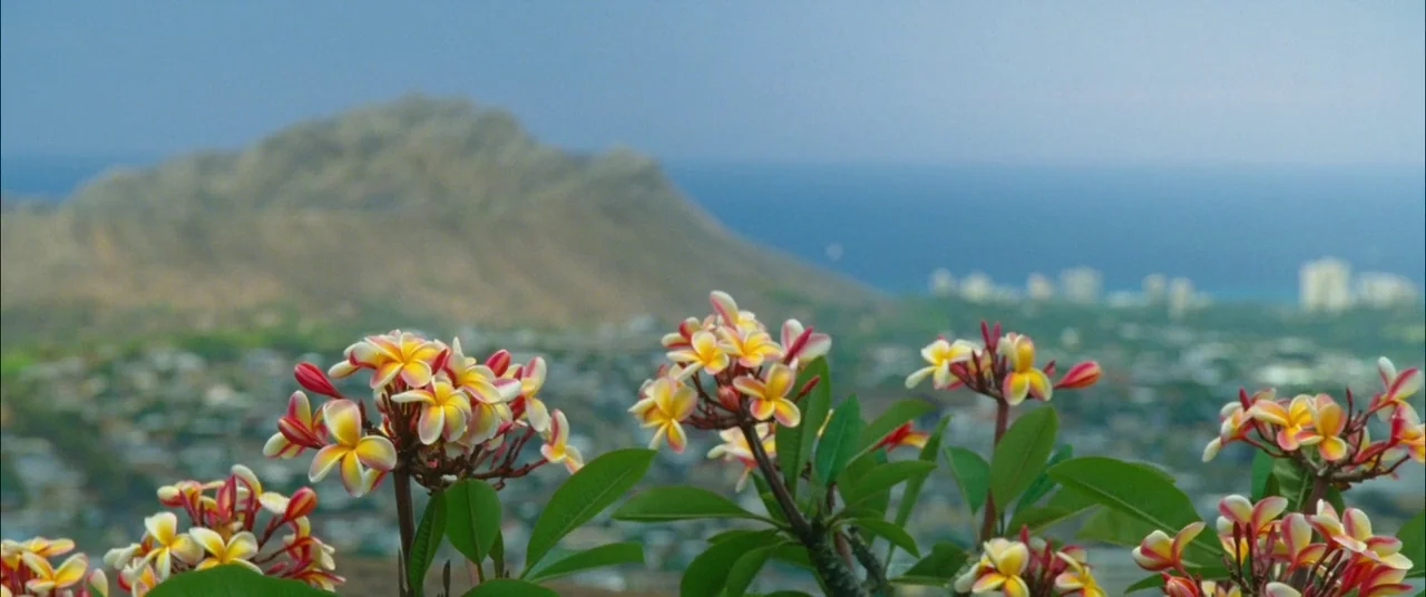 The Descendants (2011) movie still: closeup — Clusters of pink and yellow plumeria blossoms fill the foreground in soft focus. In the distance, a…