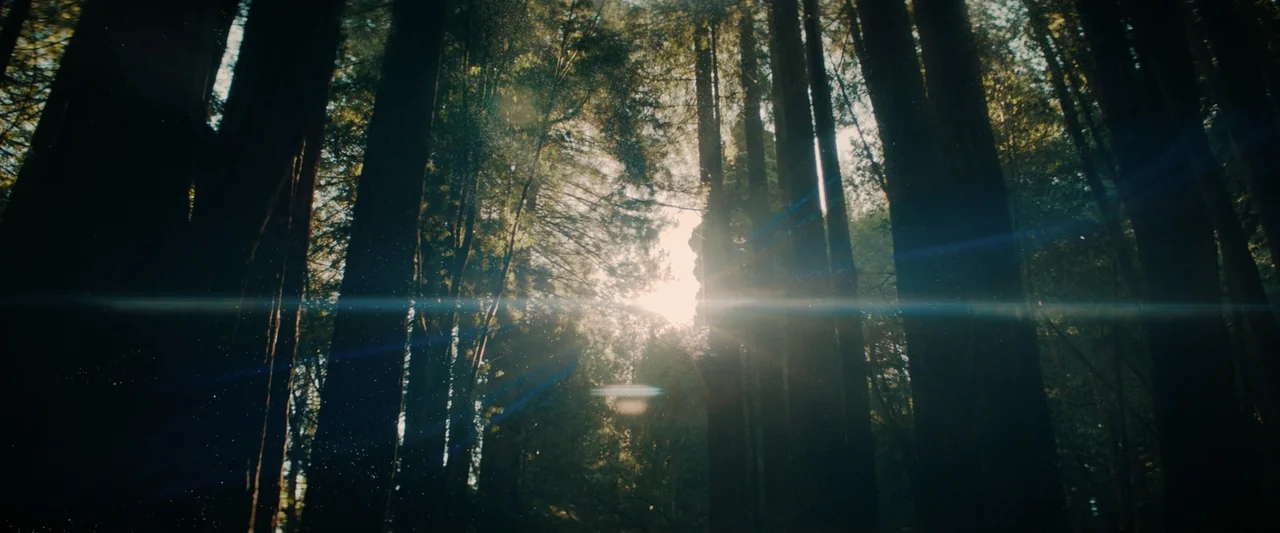 Encounter (2018) movie still: establishing — Dense forest with tall redwood trees silhouetted against a bright, low-angled sun. Sunlight beams…
