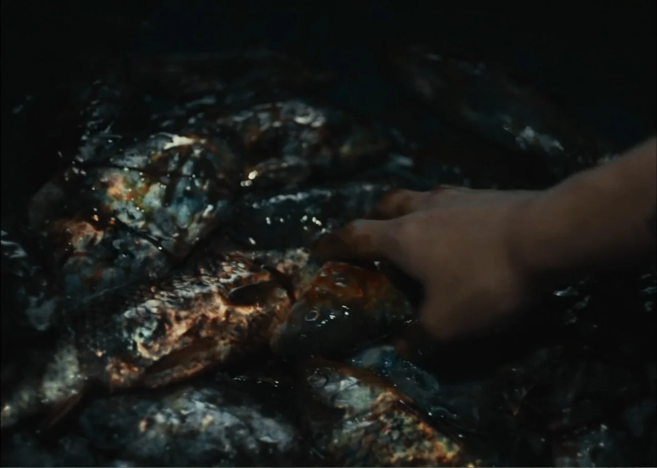 A Fisherman's Tale (1976) movie still: closeup — A dark, dimly lit environment contains a large pile of raw, wet fish. A human hand reaches into the…