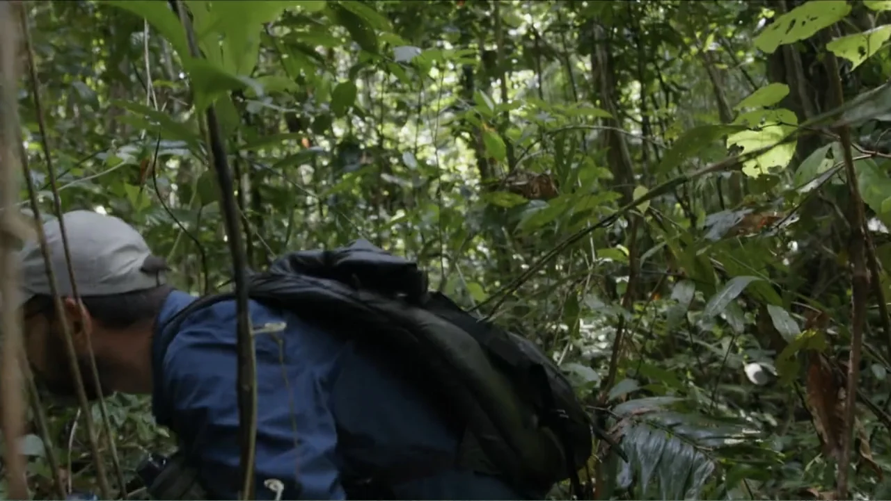 Finding Amelia (2024) movie still: medium — A dense, overgrown jungle with thick green foliage and dappled sunlight filtering through leaves. A man…