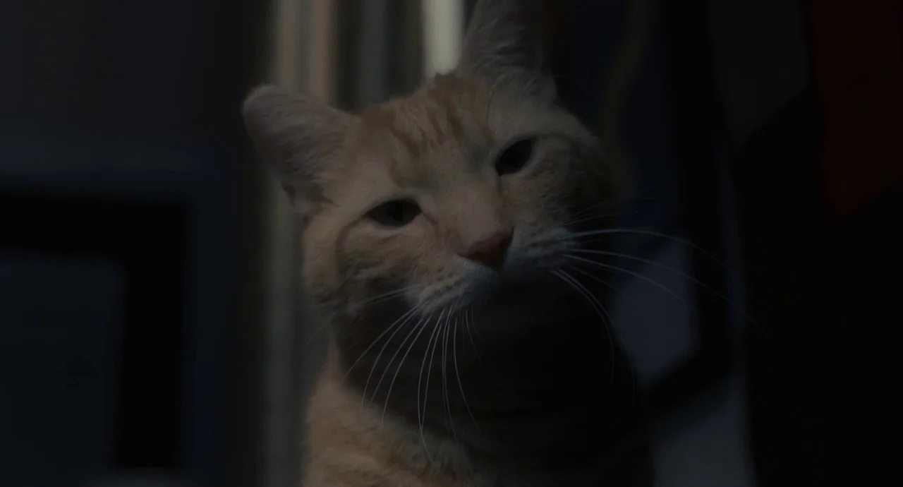 Inside Llewyn Davis (2013) movie still: closeup — A low-light interior space with dark, indistinct surroundings. A ginger cat faces the camera with…