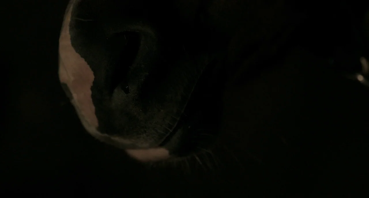 The Selfish Giant (2013) movie still: closeup — A close-up of a dark-furred animal's muzzle emerges from deep shadows. The texture of the skin and…