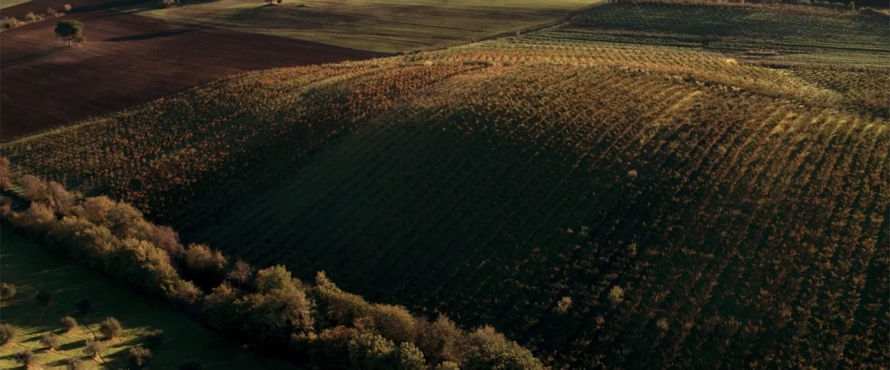 About Us (2017) movie still: establishing — A sloping vineyard landscape features rows of grapevines cast in long shadows. Sparse trees line the…
