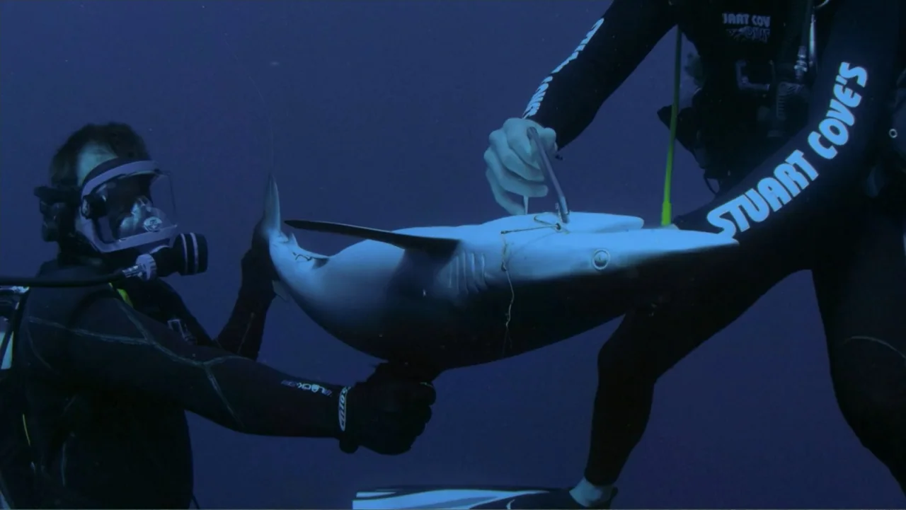 Zombie Sharks (2014) movie still: medium — An underwater scene shows two divers in black wetsuits surrounded by deep blue water. The divers hold a…