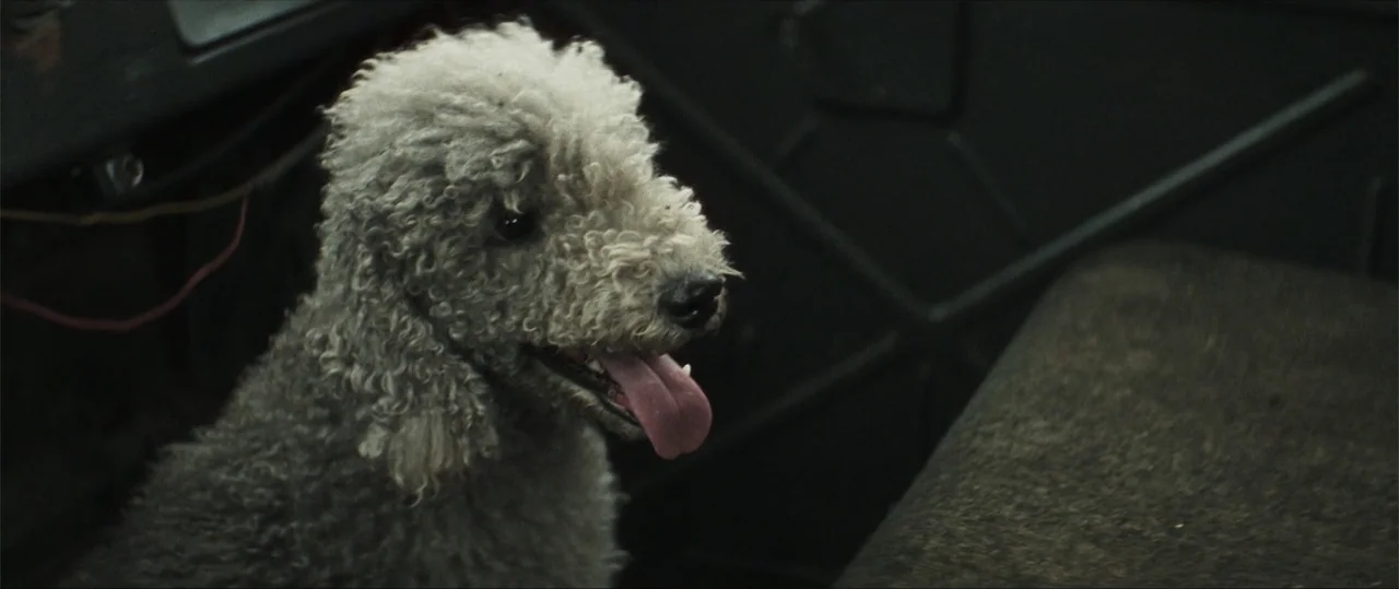 Sisu: Road to Revenge (2025) movie still: medium — A dark vehicle interior with a textured wall panel visible in the background. A curly-haired dog…