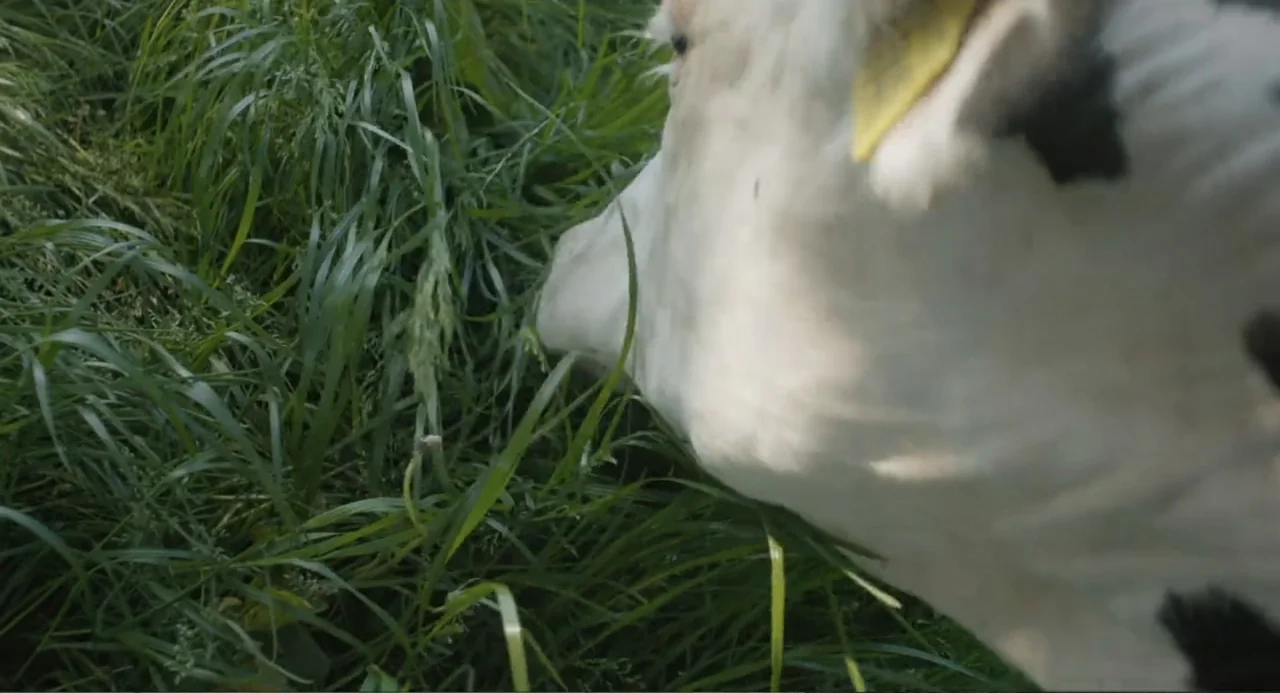 Cow (2022) movie still: closeup — A green grassy pasture provides the setting for a cow close up. The cow grazes on the lush green grass with its…