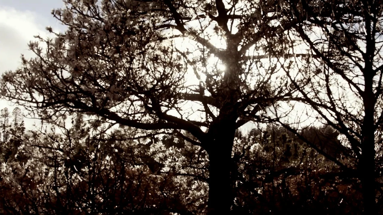 The Dalton Gang (2020) movie still: establishing — A dense cluster of silhouetted tree branches fills the frame against a bright sky. Sunlight…