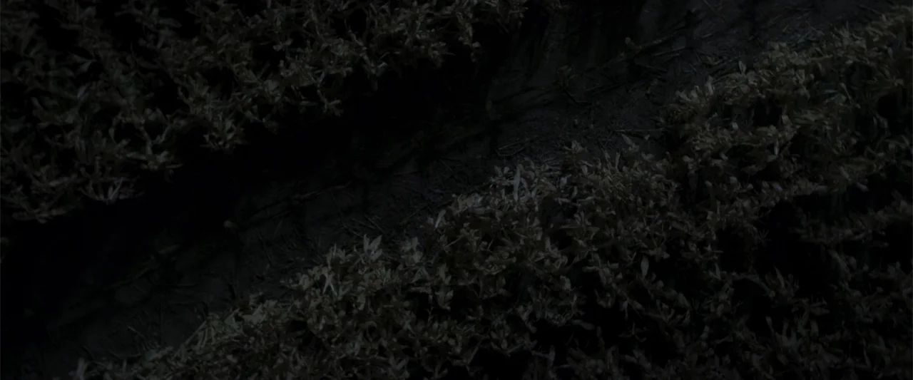 Treblinka's Last Witness (2012) movie still: establishing — A field at night with rows of low-lying vegetation in the darkness. The earth is dark…
