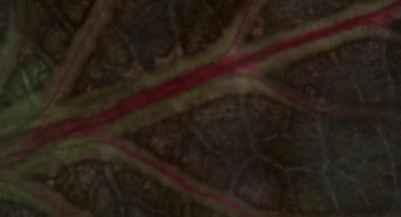 Silent Running (1972) movie still: closeup — A close-up view shows the intricate vein structure on a dark plant leaf. The veins are a pale…