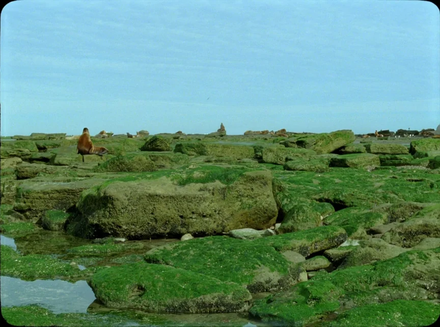 Jauja (2014) movie still: wide — A low-lying rocky coastline covered in bright green seaweed stretches toward a clear horizon. A single sea lion…