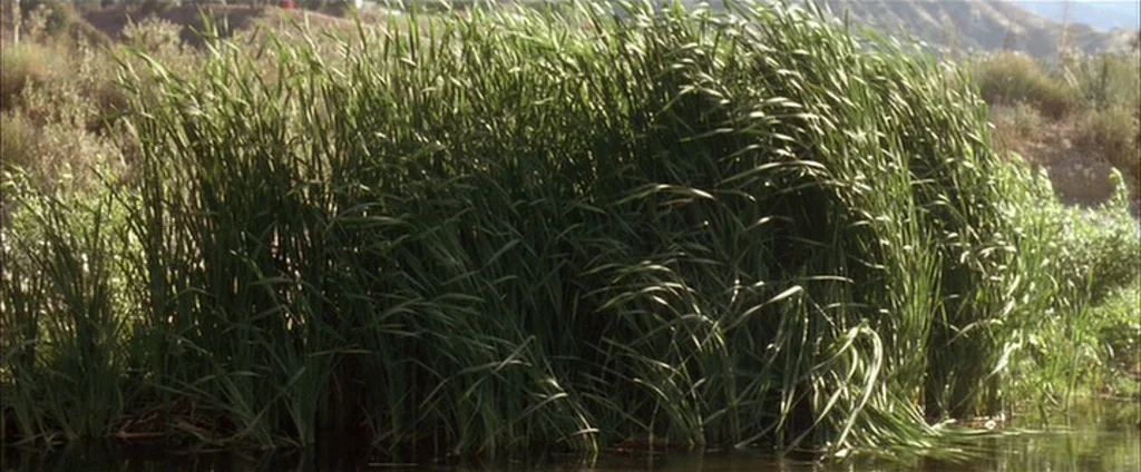 Down In The Valley (2005) movie still: wide — A dense cluster of tall green reeds stands along the edge of a water body. Dried grasses and hills are…