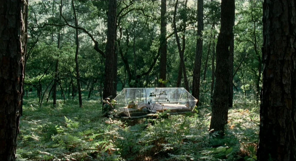 The Tree Of Life (2011) movie still: wide — A dense woodland with tall thin trees and a ground layer of ferns. A transparent rectangular enclosure…