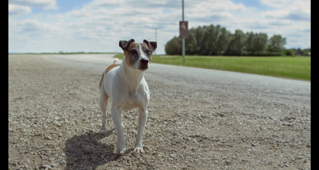 A.R.C.H.I.E. (2016) movie still: medium — A gravel road stretches into the distance with grassy fields on the sides. A white and brown terrier dog…