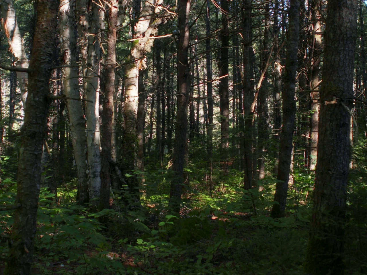 In A Violent Nature (2024) movie still: establishing — A dense grove of pine and birch trees stands with thick undergrowth on the ground. Sunbeams…