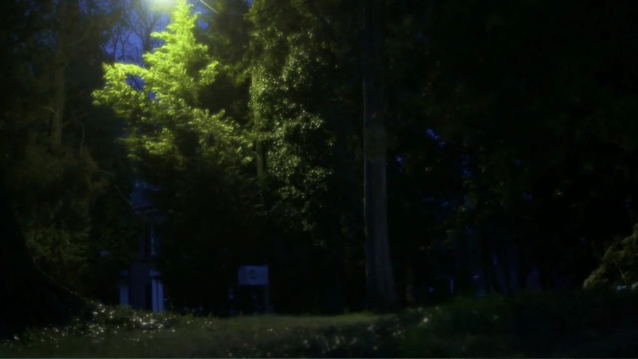Homegrown: The Counter-Terror Dilemma (2016) movie still: establishing — A dark, dense forest area is illuminated only by a distant artificial…
