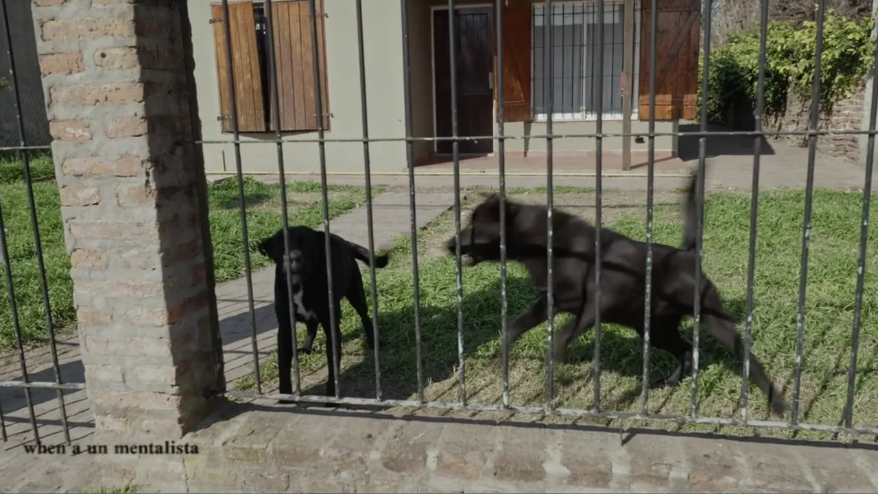 Saturdays Disorders (2022) movie still: medium — A residential yard sits behind an iron fence with a concrete pillar visible. Two black dogs move…