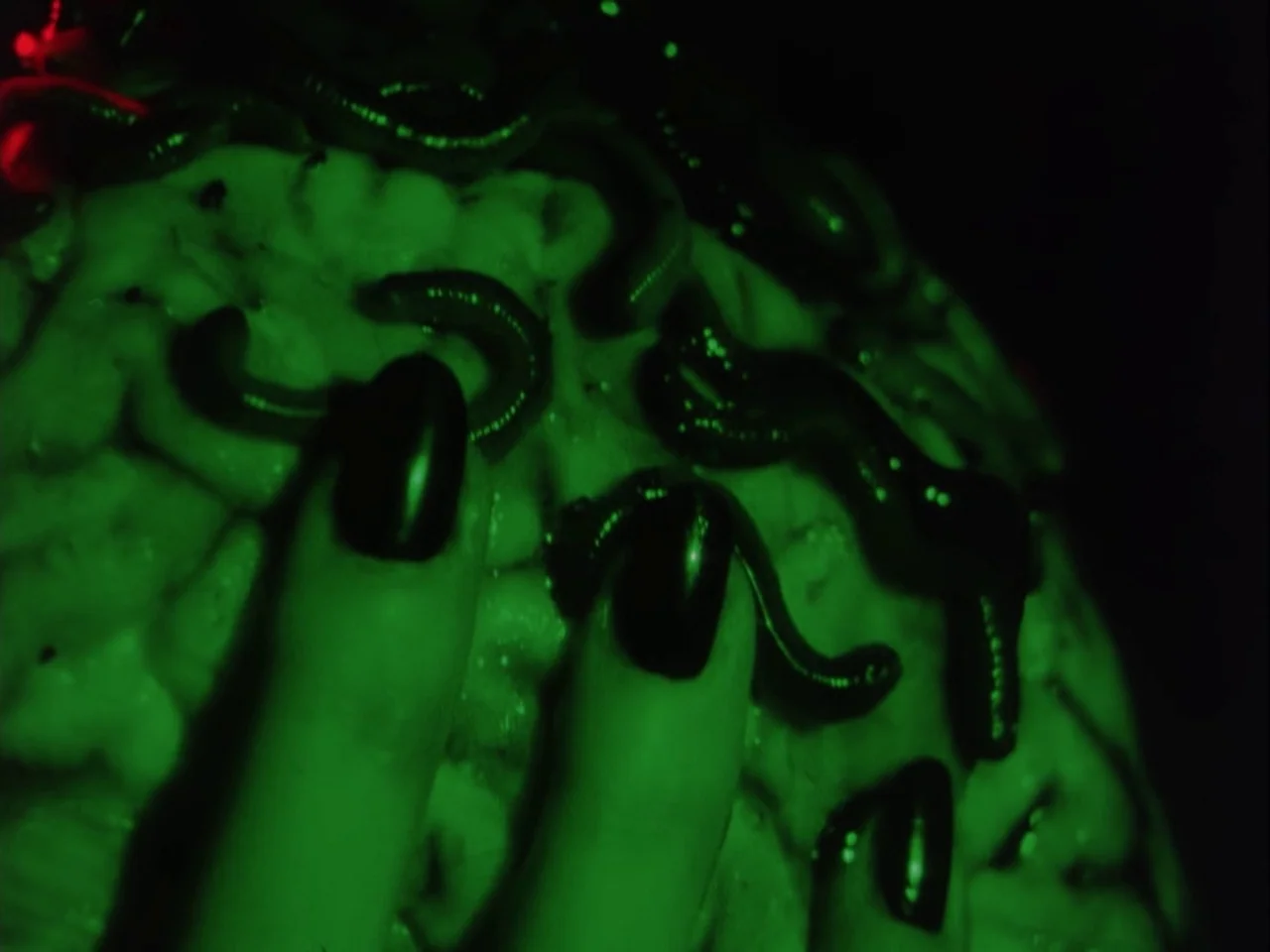 Subconscious Cruelty (2000) movie still: closeup — A close-up view shows a hand with dark nails pressing into a brain-like surface. Numerous dark,…