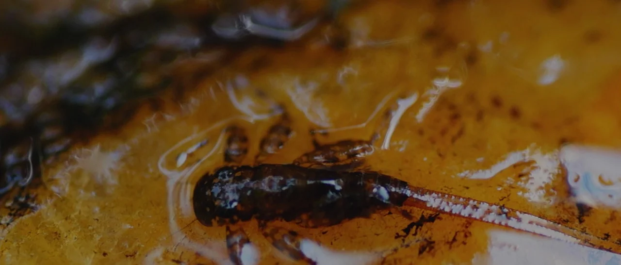 Nymphomaniac Vol 1 (2013) movie still: closeup — A dark aquatic nymph clings to a wet, decaying yellow leaf submerged under water. Reflections and…