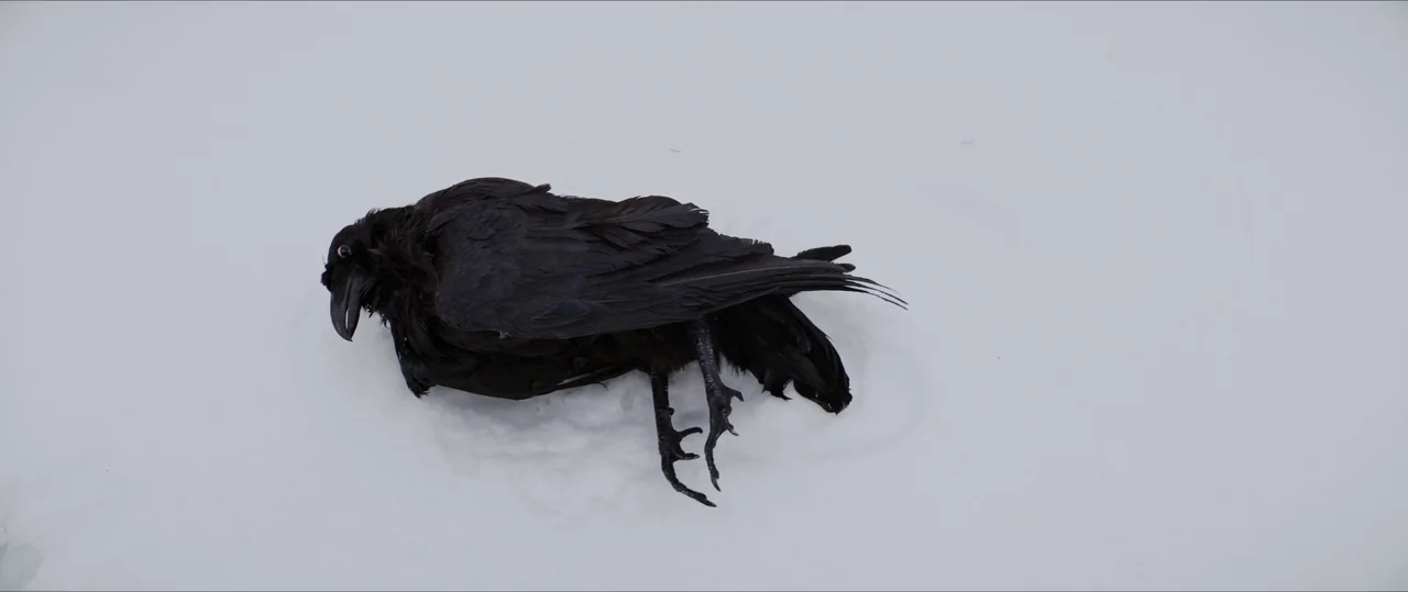 Anything For Jackson (2020) movie still: closeup — A flat expanse of pristine white snow under an overcast winter sky. A single black raven lies…
