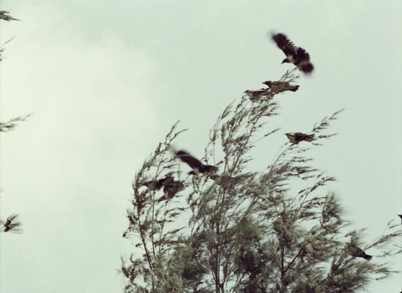 Touki Bouki (1973) movie still: wide — A wind-swept tree stands against a bright, overcast, pale gray sky. Multiple birds ascend from the upper…