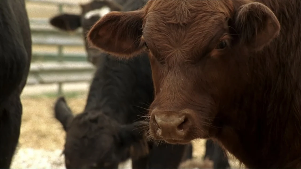 Temple Grandin (2010) movie still: closeup — A group of cattle stands in a fenced pen with straw on the ground. A brown cow occupies the foreground…
