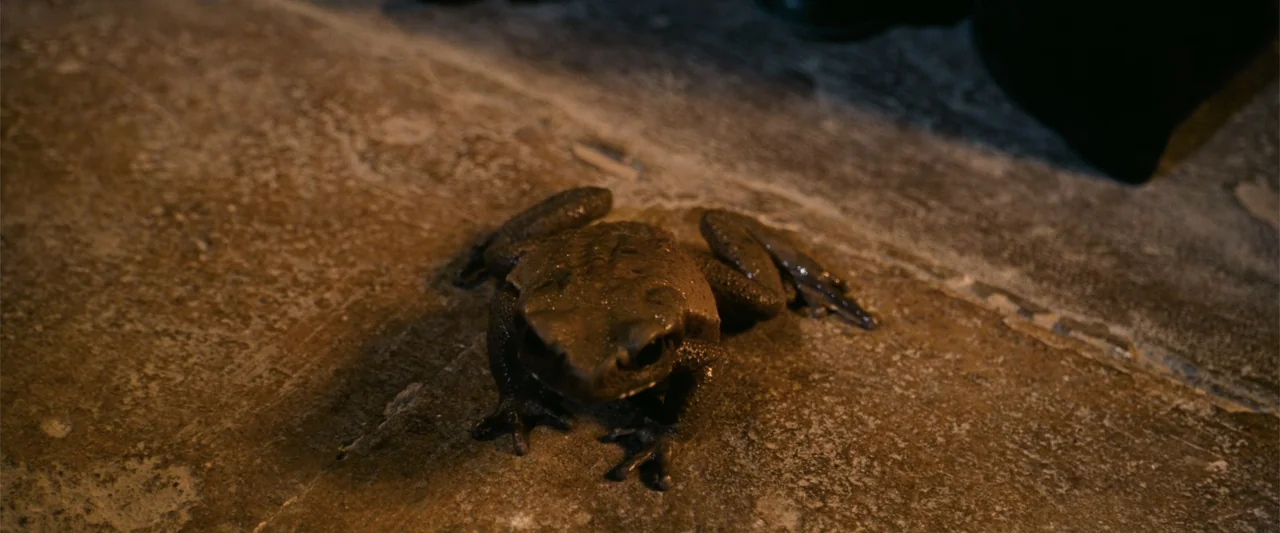 Harry Potter and the Philosopher's Stone (2001) movie still: closeup — A dark, textured concrete surface serves as the ground for a small amphibian.…