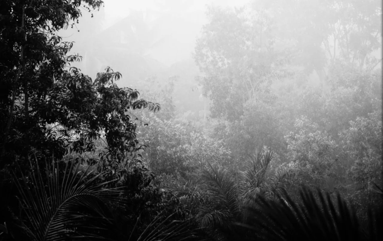 Mami Wata (2023) movie still: establishing — A dense, overgrown tropical forest is obscured by a thick, heavy blanket of morning fog. Dense foliage…